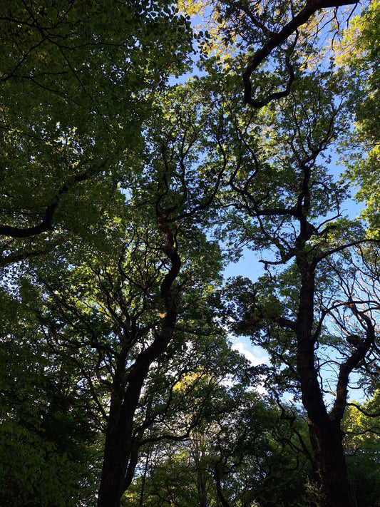 “You know how I love the park” - London recommendations
