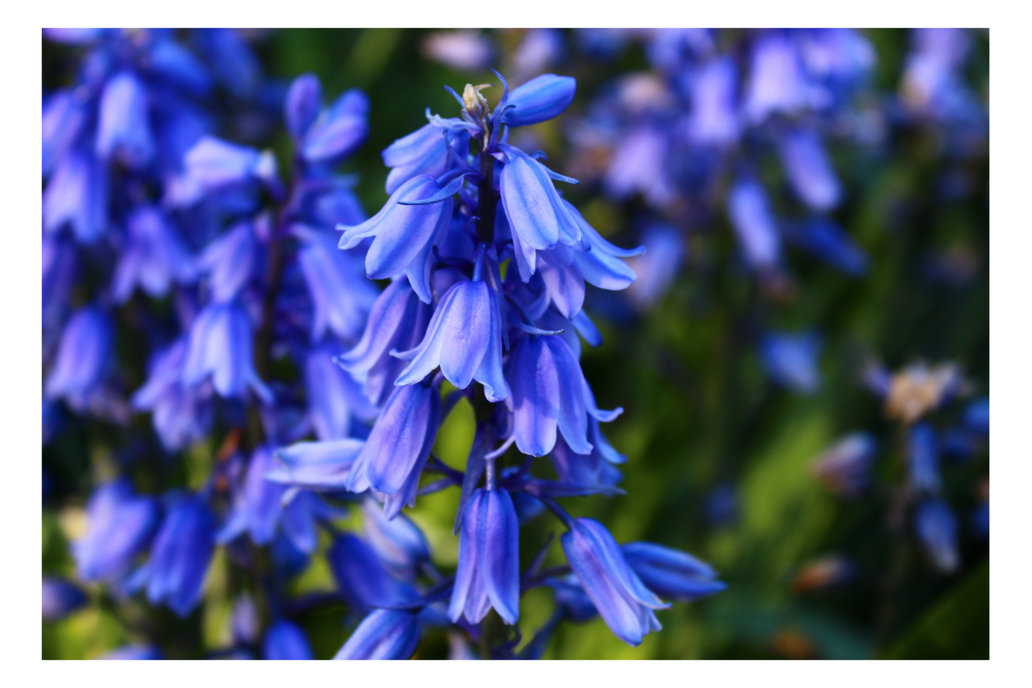 Flower Photo Pack