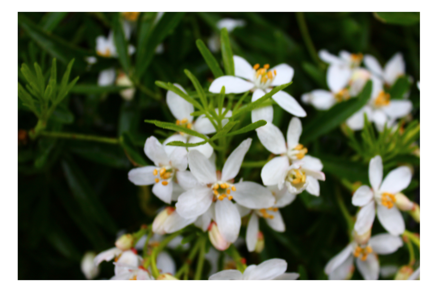 Flower Photo Pack