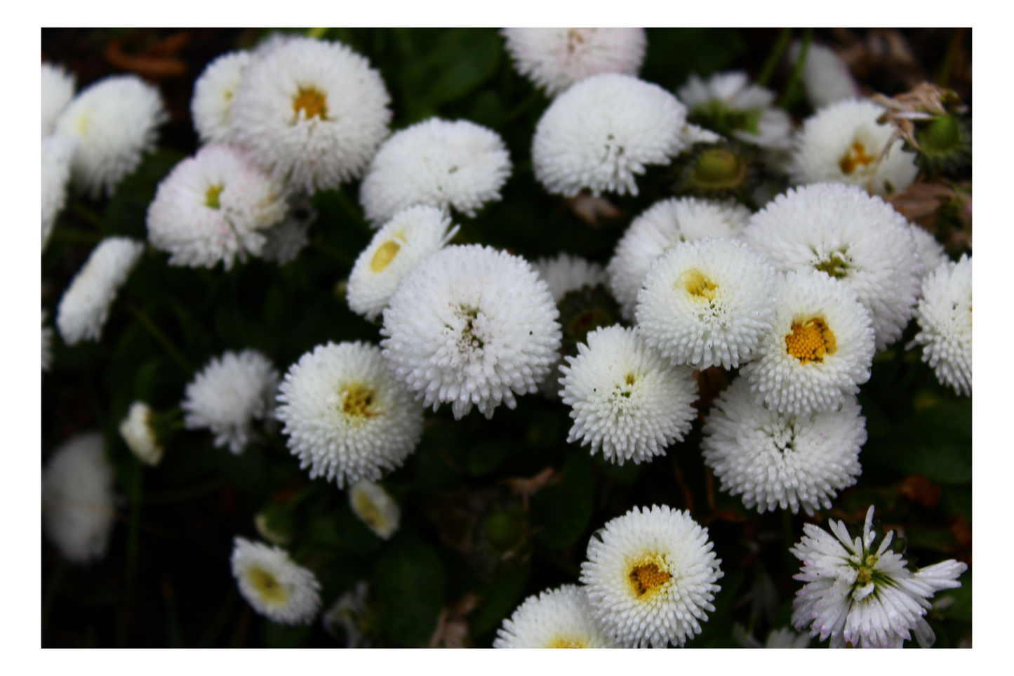 Flower Photo Pack