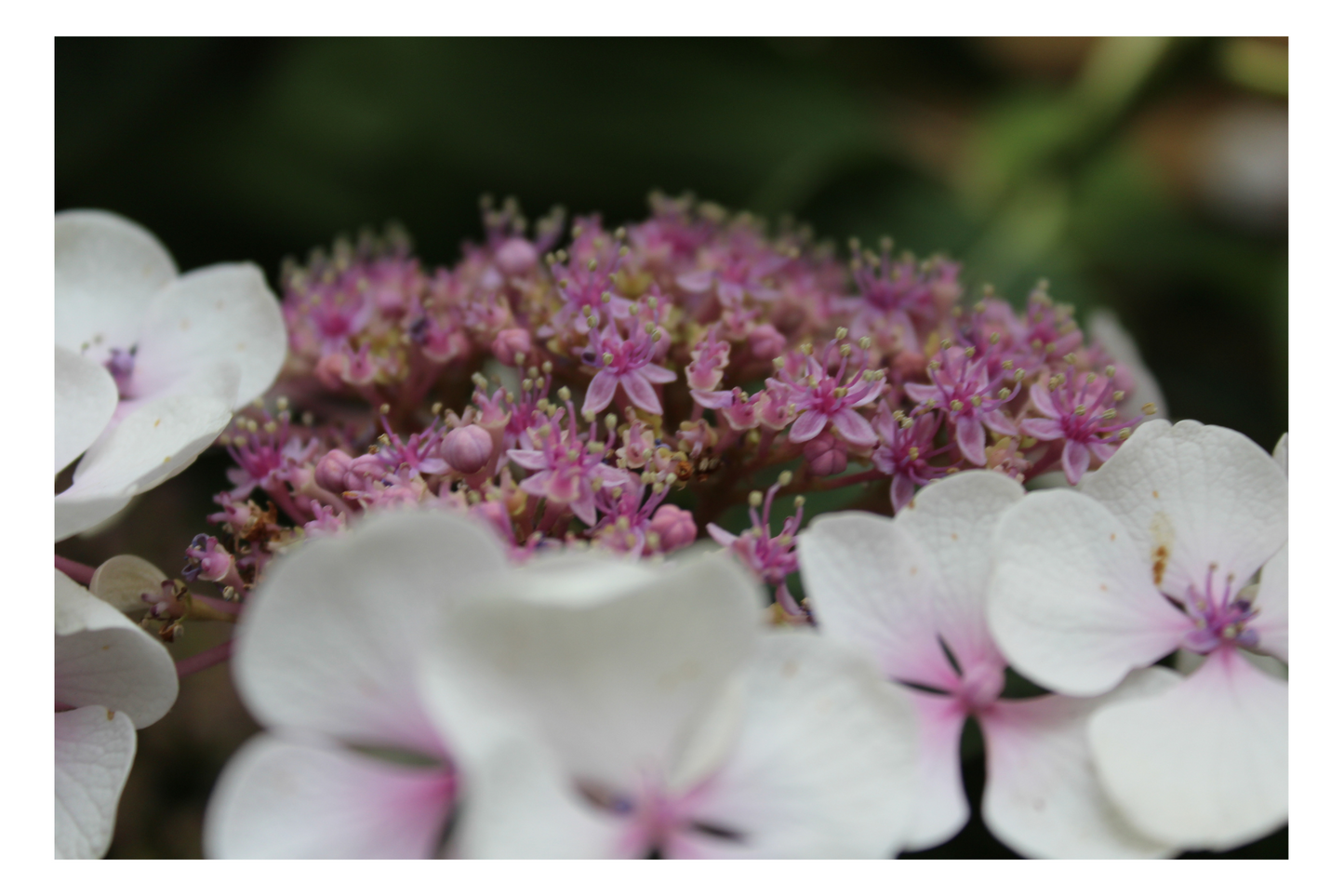 Flower Photo Pack