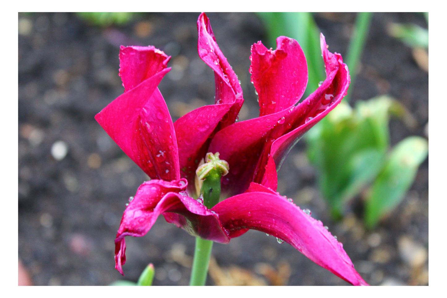 Flower Photo Pack