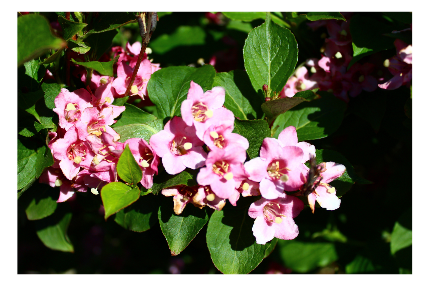Flower Photo Pack