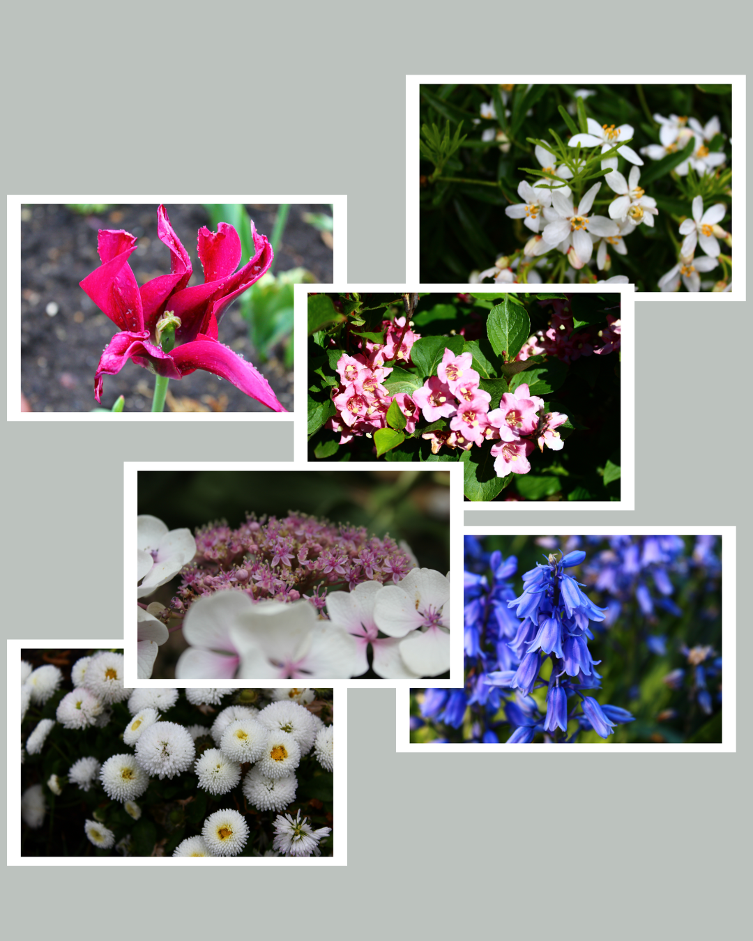 Flower Photo Pack