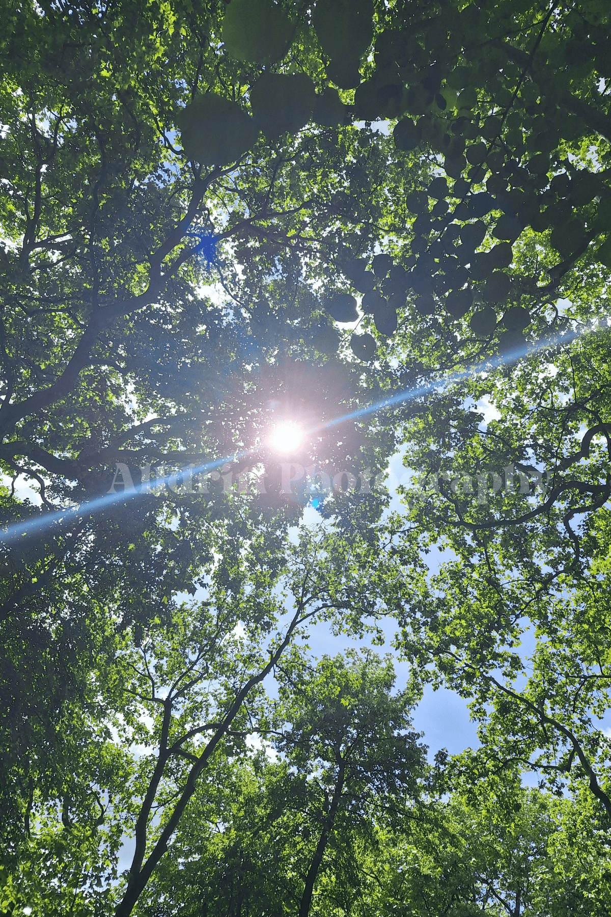 London Nature Set - Alldritt.Photographyproduct_name