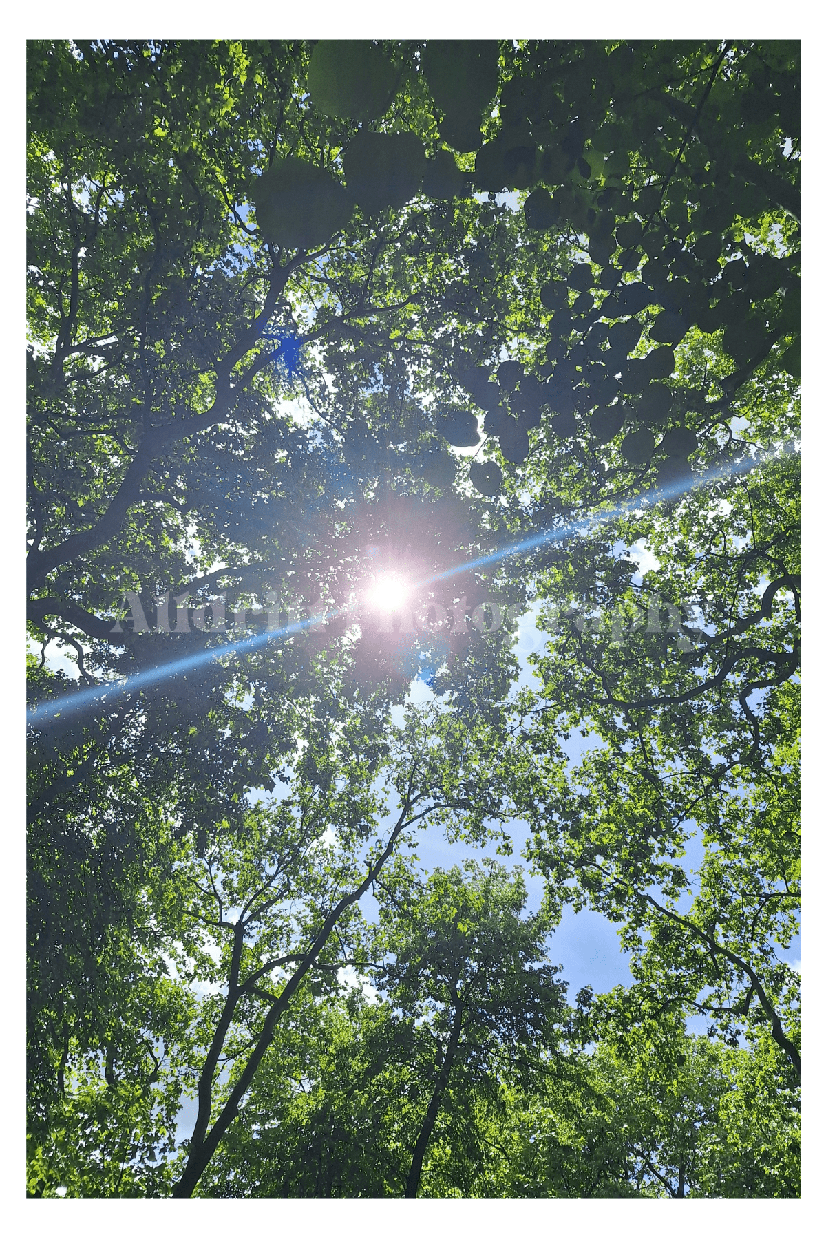 London Nature Set - Alldritt.Photographyproduct_name