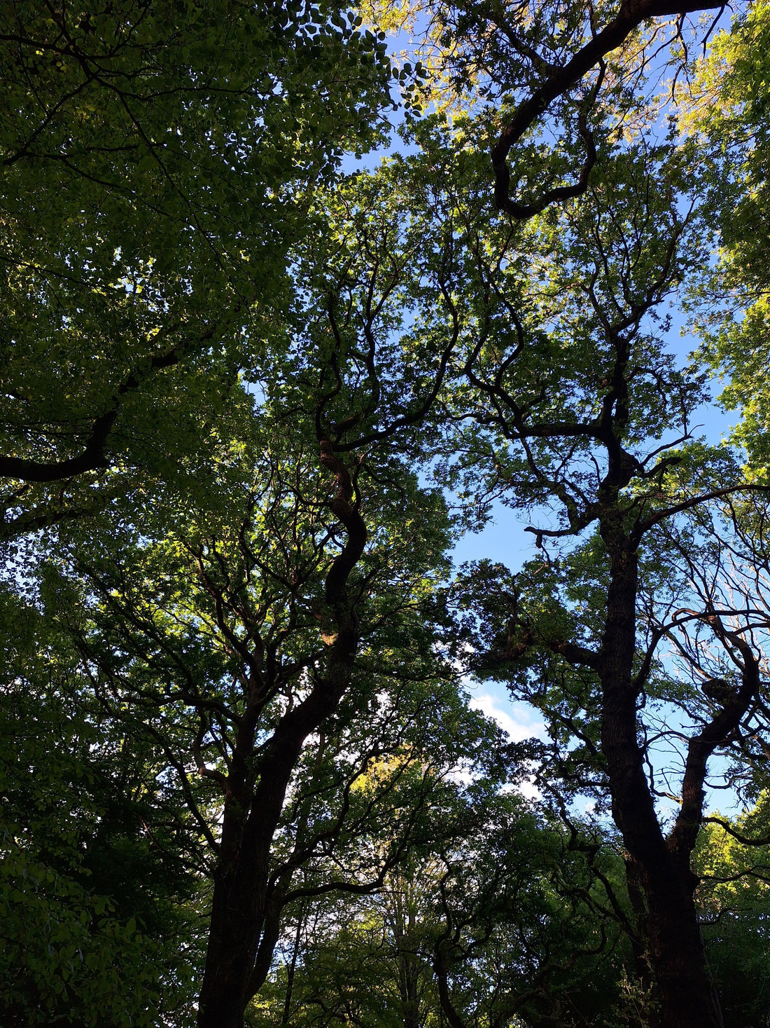 “You know how I love the park” - London recommendations
